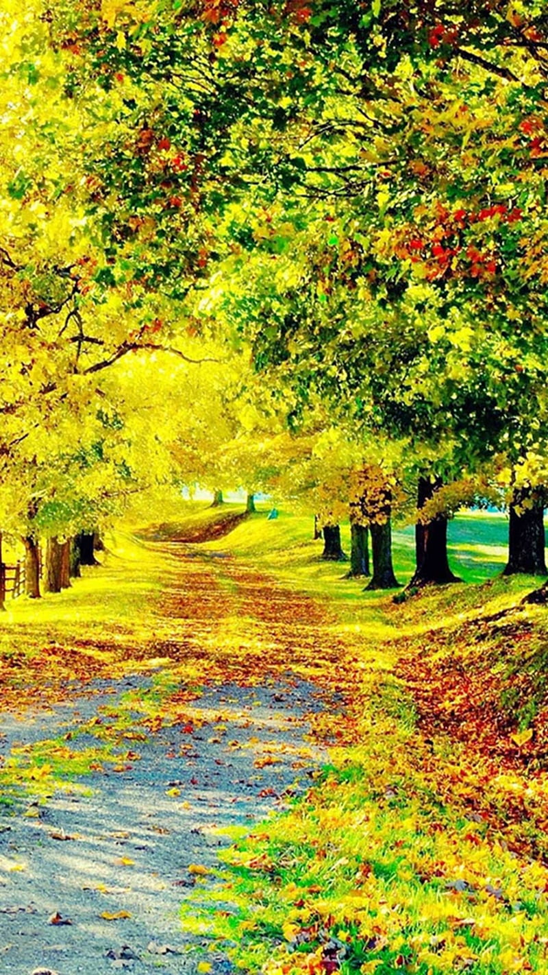 Autumn Park Landscape Leaves Natural Nature Season Trees Hd