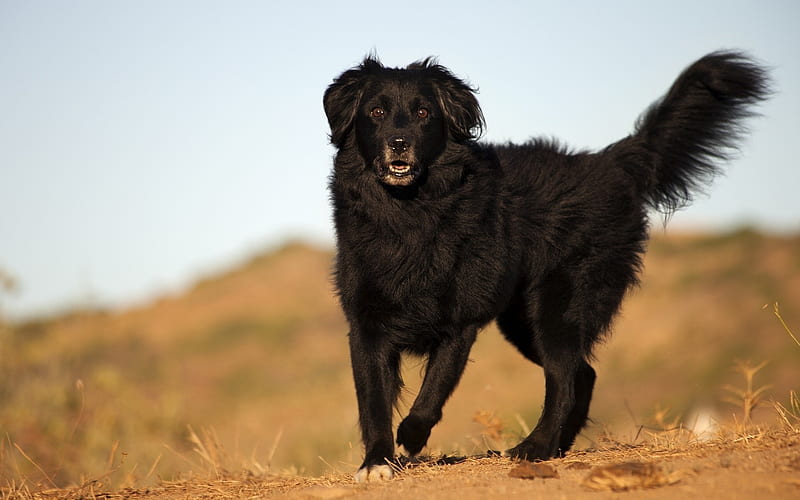 black labrador, big black dog, retriever, pets, cute animals, dogs, HD wallpaper