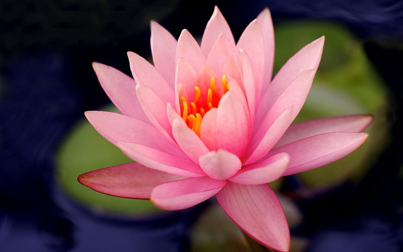 Pink Water Lily, graphy, water, pink, water lily, HD wallpaper