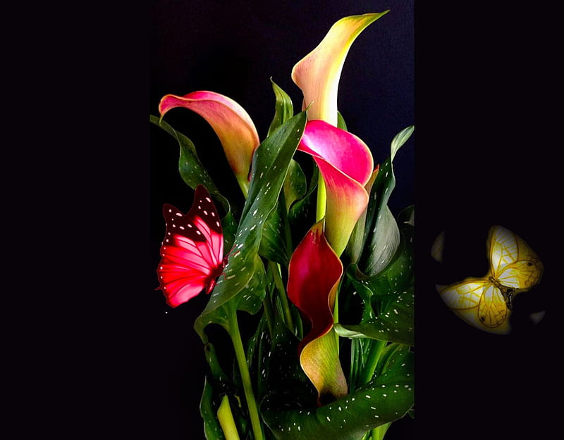 Calla Lily and Butterflies, butterflies, album, color on black, calla lily, Flickr, grandma gingerbread, HD wallpaper