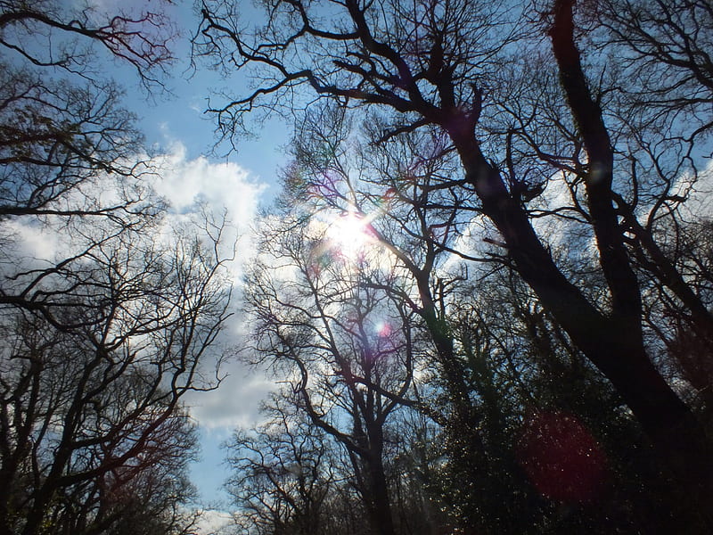 sun peeking through the trees, pretty, forest, warm, sun, trees, shining, bright, hot, light, HD wallpaper