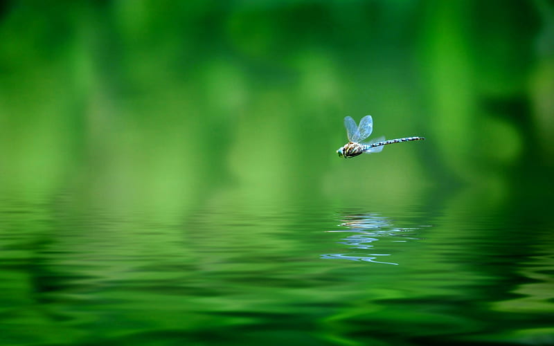 Dragonfly, libelula, water, green, summer, insect, lake, blue, HD wallpaper