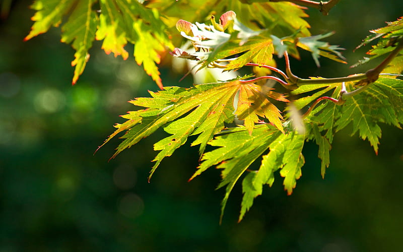 intensive autumn leaves-Plants, HD wallpaper