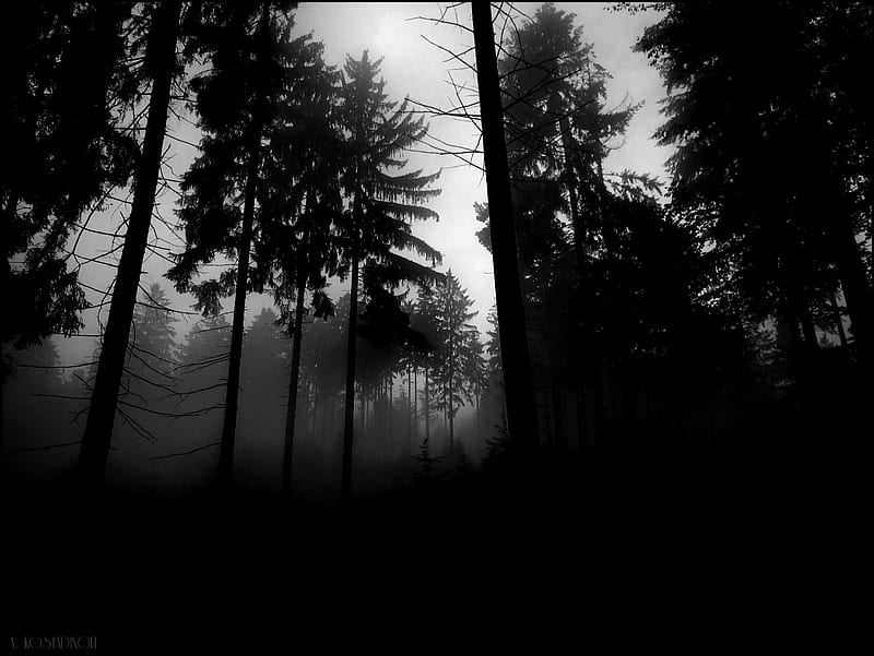 Dark Forest, wilderness, forest, dark, nature, trees, HD wallpaper | Peakpx