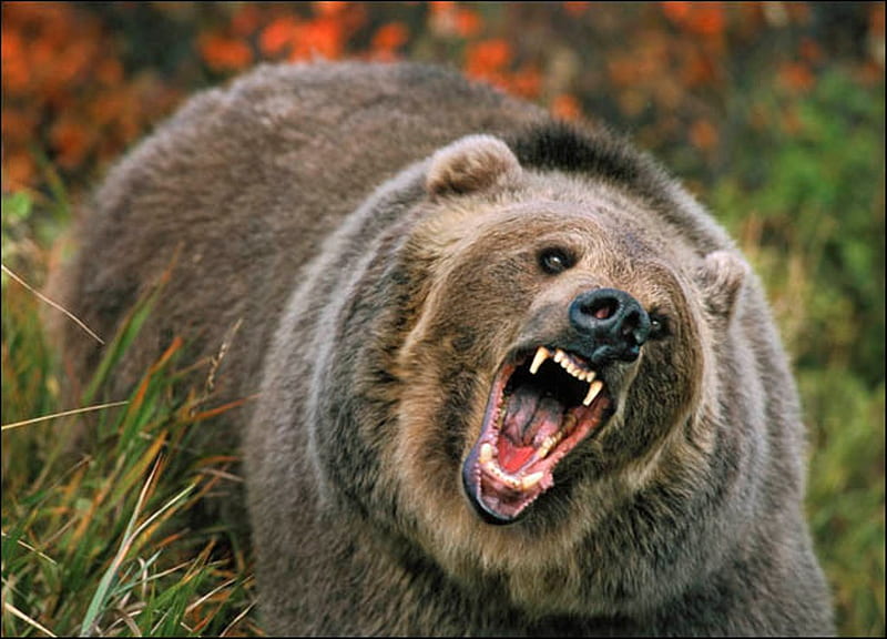 Mean and Dangerous but Beauitful, big brown bear, gress, trees, HD wallpaper