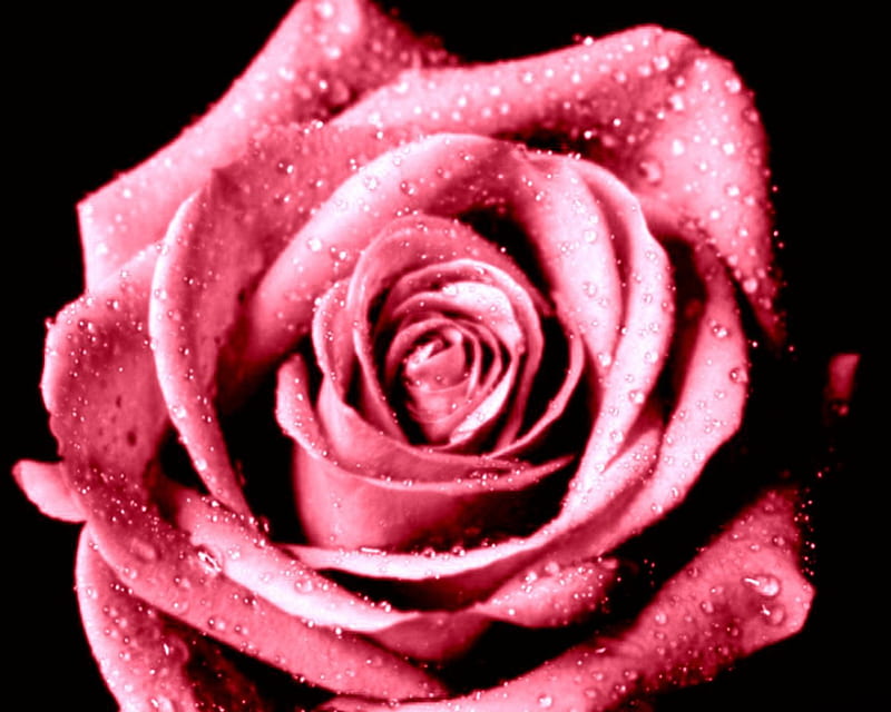 Coral Pink Open Rose, open rose, pink rose, coral, coral pink, HD wallpaper
