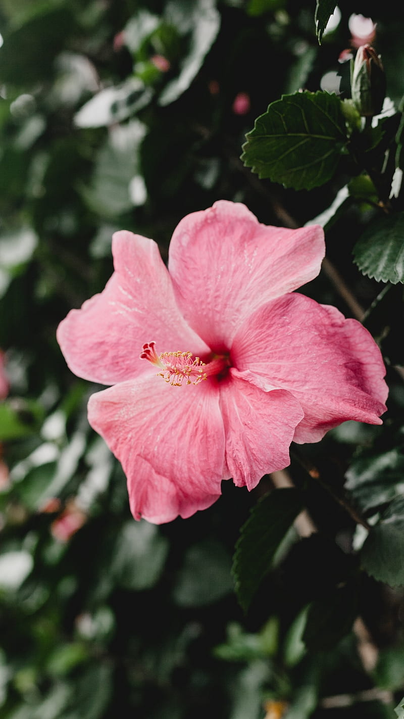Hibisco, rosa china, flor, rosa - flores hawahin -, flores chinas, Fondo de  pantalla de teléfono HD | Peakpx