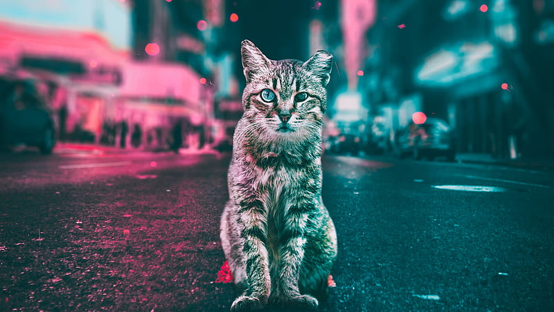 Cat Road Lights, cat, animals, artist, artwork, digital-art, graphy, HD wallpaper