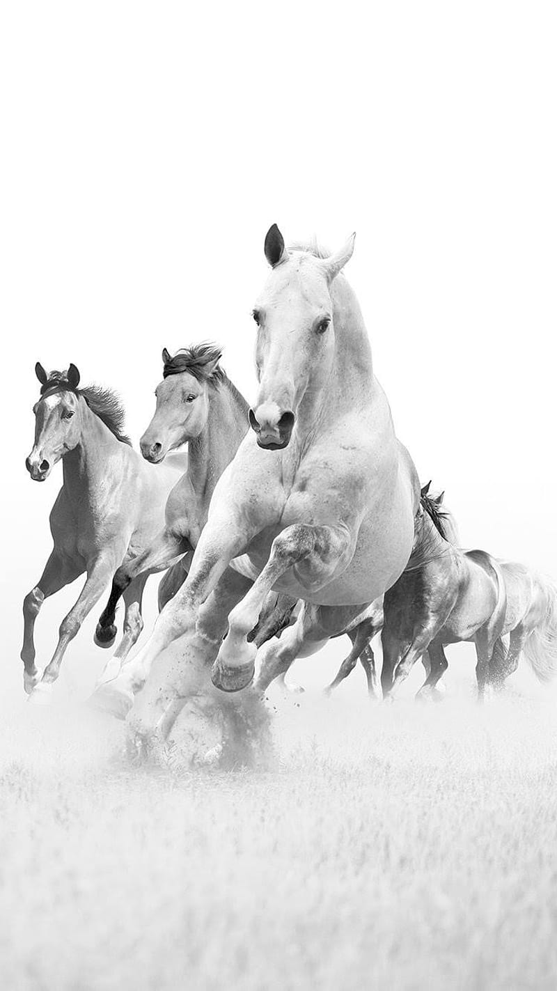 Wild Horses, animals, mustangs, HD phone wallpaper