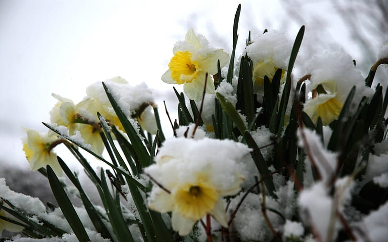 daffodils in the snow 17342 1280x800 .jpg, bulbs, daffidills, snow, flowers, spring, HD wallpaper