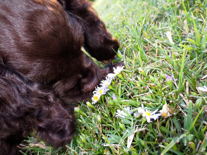 Puppy and Flowers, Love, CockerSpaniel, Puppy, Flowers, Sniffing, HD wallpaper
