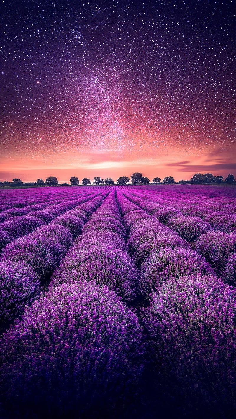 Lavender s fields bonito fun good love new popular purple sunshine  windows HD phone wallpaper  Peakpx