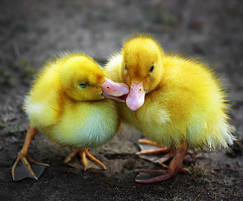 ducklings, little, birds, yellow, sweet, HD wallpaper