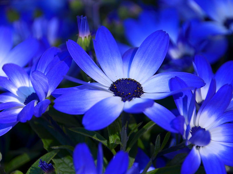 Beautiful Flowers, Flowers, Close up, Petals, Blue, HD wallpaper | Peakpx