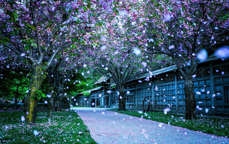 Kariya Park leaves, blossom, japan SkyPhoenixX1, way, Park, road, wall, trees, kariya, tree, nature, meadow, cherry, canada, HD wallpaper