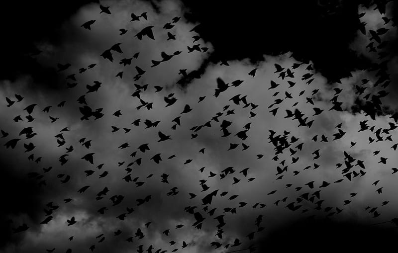 birds, flock, dark, clouds, sky, HD wallpaper