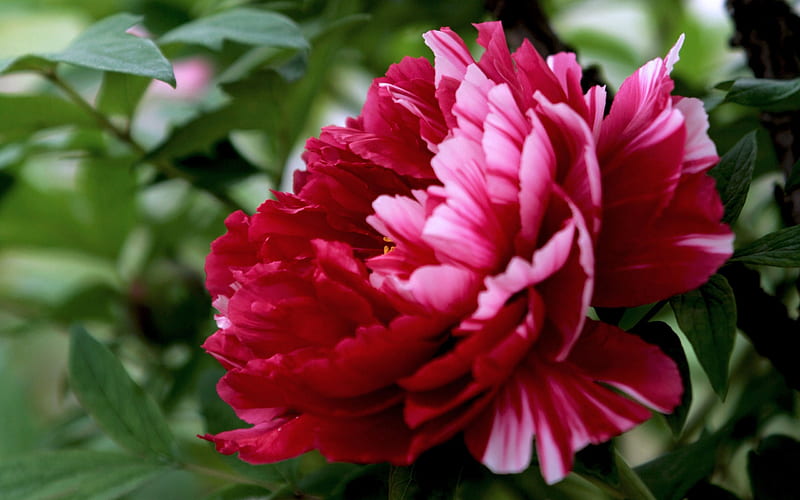 Exquisite Beauty-bright peony flower graphy s 01, HD wallpaper