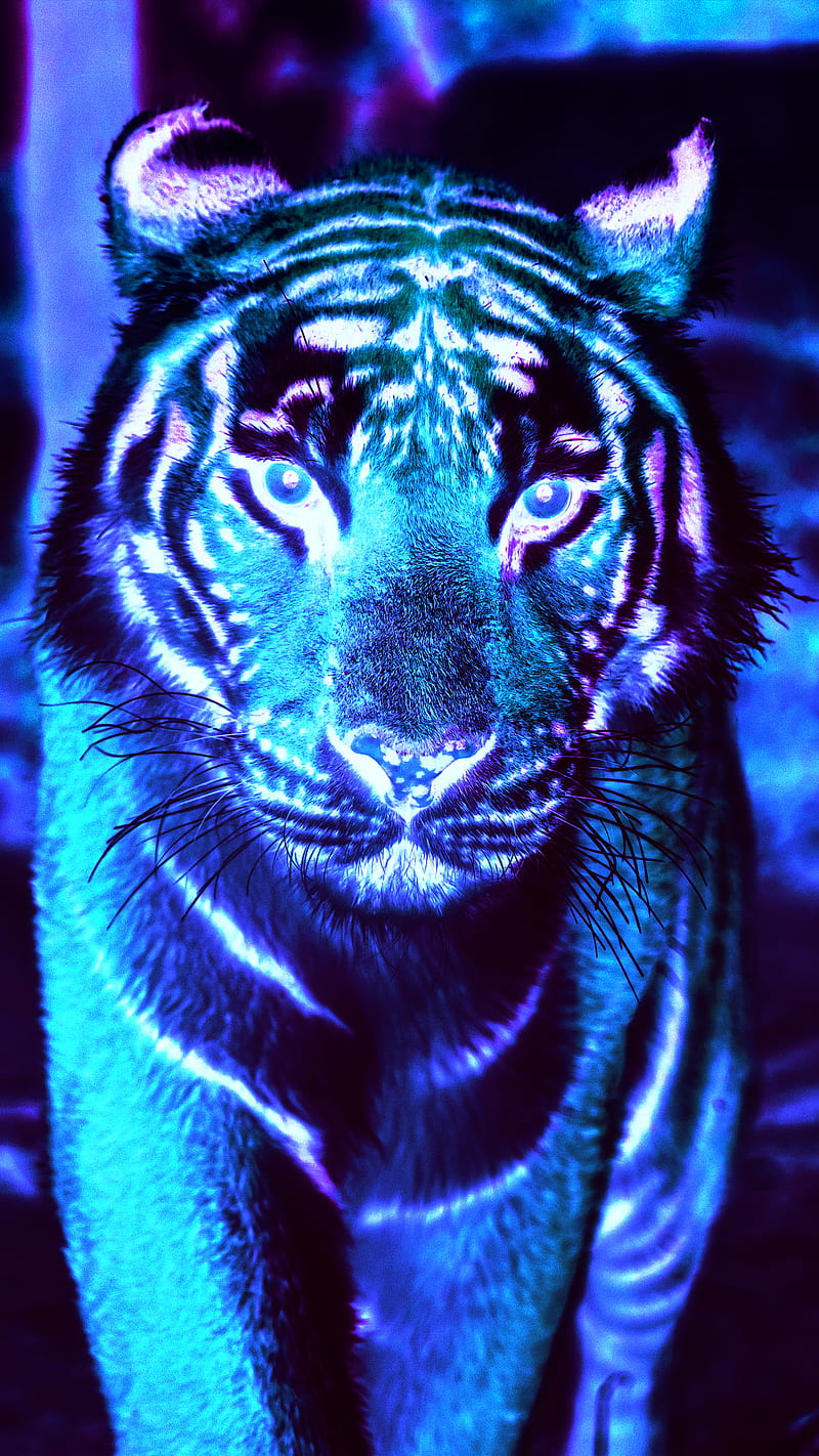 Tiger, Angry Tiger, HD phone wallpaper | Peakpx