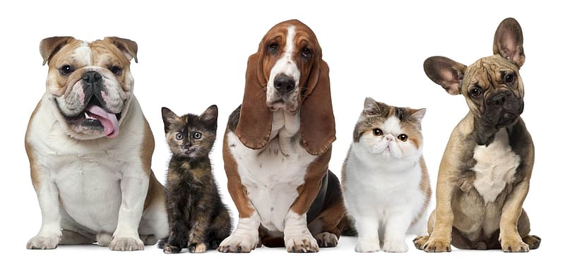 Animal, Bulldog, French Bulldog, Cat & Dog, Basset Hound, HD wallpaper
