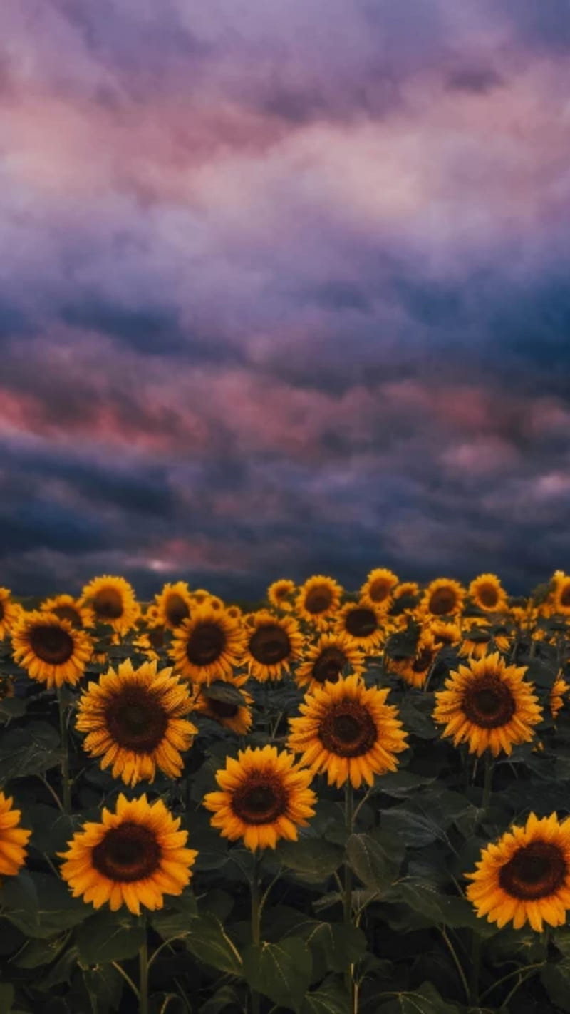 78+ Wallpaper Vintage Sunflower Images & Pictures - MyWeb