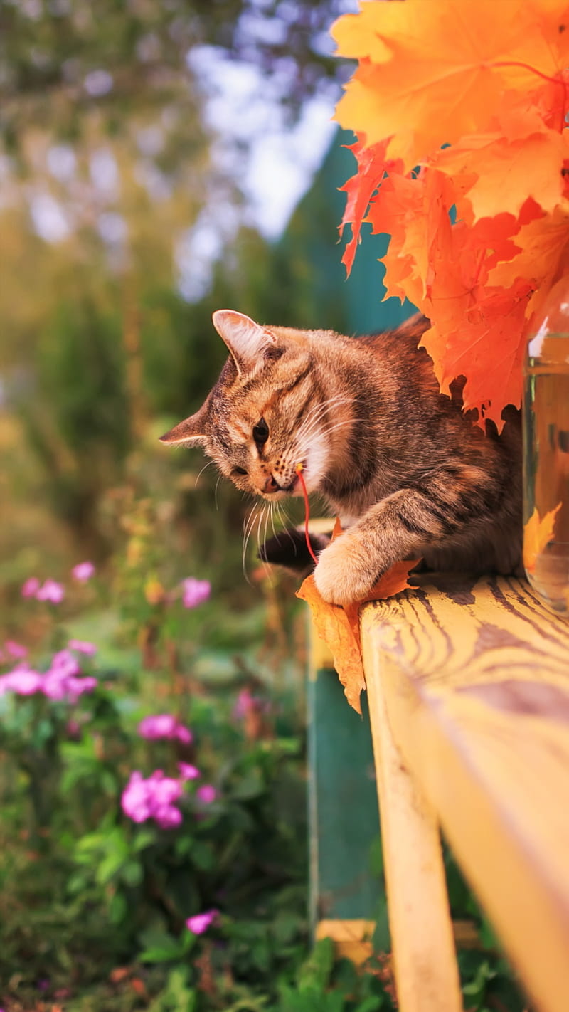 Cat, cats, nature, autumn, funny, HD phone wallpaper
