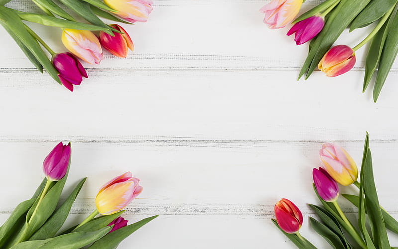 tulips, flower frame, white wooden background, frame of tulips, spring flowers, HD wallpaper