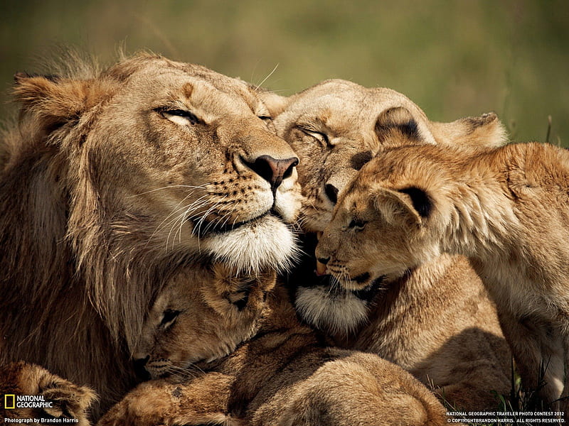 Lion´s, lion, k, animals, love, HD wallpaper | Peakpx