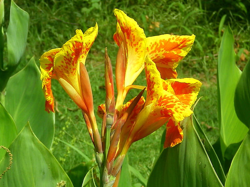 Morning Lilly, flowers, nature, bonito, morning lily, HD wallpaper | Peakpx