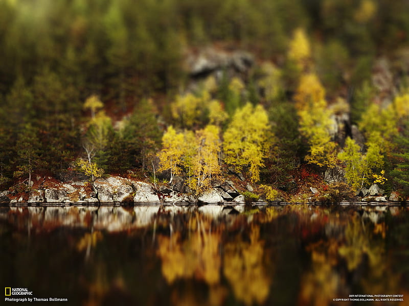 Gold and Green Foliage, dense, autumn trees, gold, green, lake, HD wallpaper