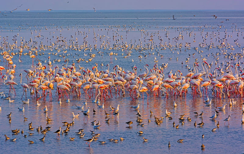 Birds, Flamingo, Bird, Flock Of Birds, Water, Wildlife, HD wallpaper