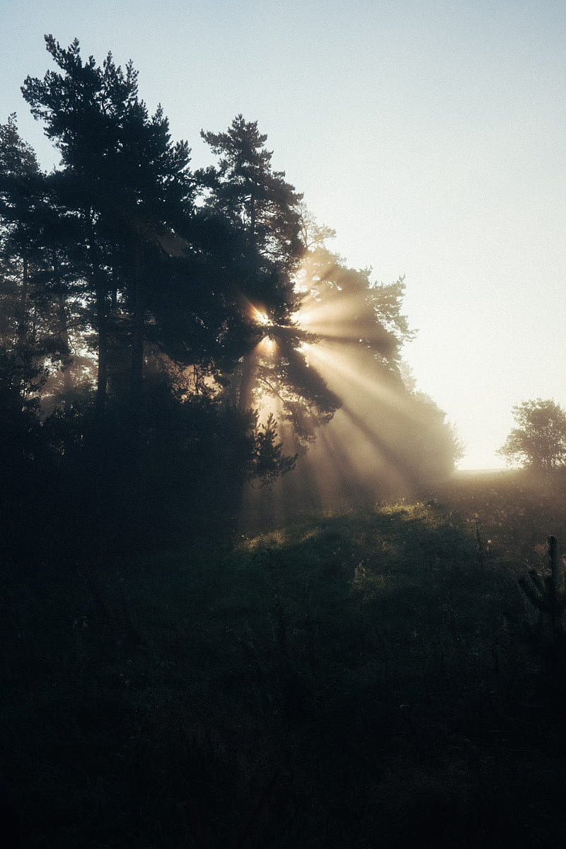 trees, sunlight, fog, rays, dawn, HD phone wallpaper
