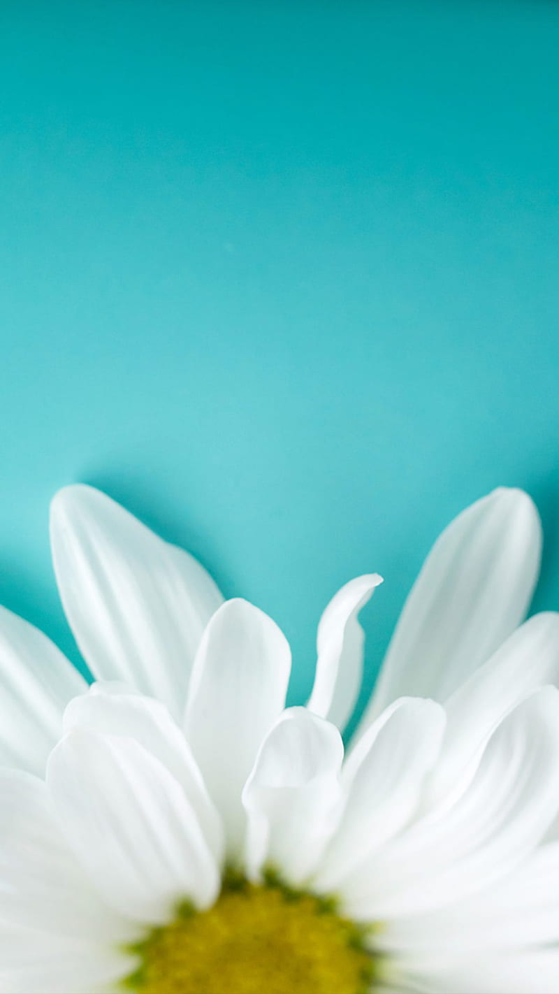 White-Daisy, background, bonito, daisy, flowers, sunflowers, tulip, turquoise, white, HD phone wallpaper