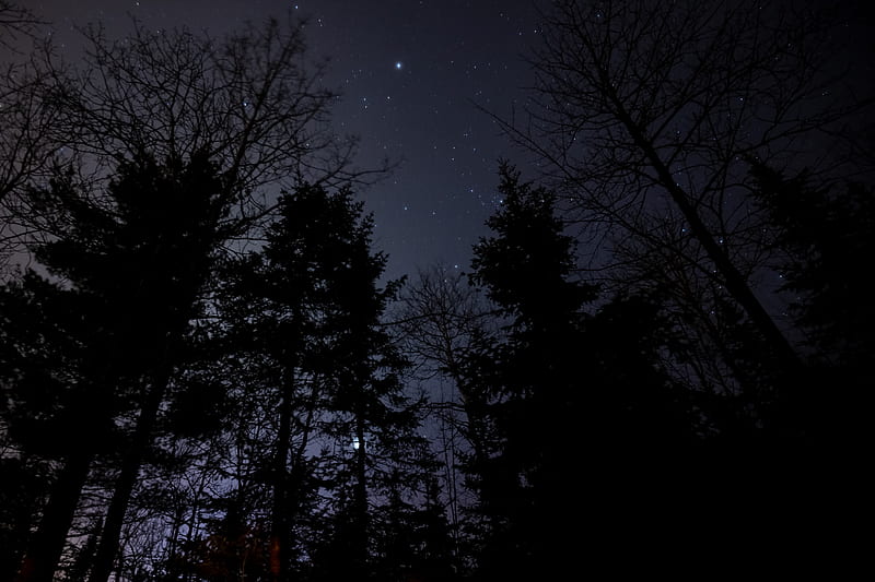 night, forest, starry sky, HD wallpaper