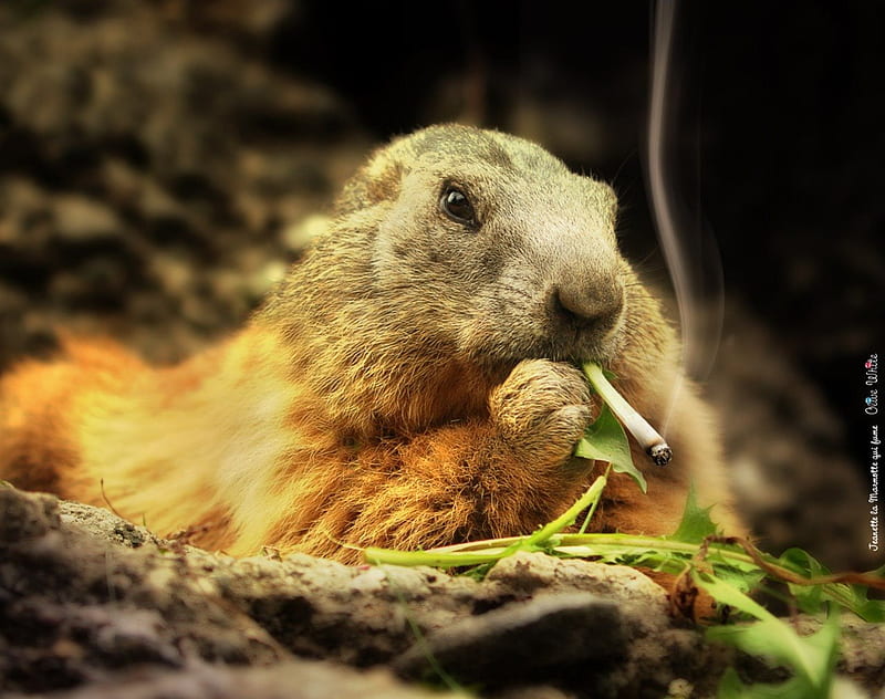 A cigarette a day !!!!, gopher, smoking, smokes, manipulations, mountains, dark, cigarettes, backgrounds, animals, HD wallpaper