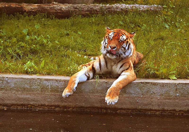 Tiger, cool, relaxing, HD wallpaper