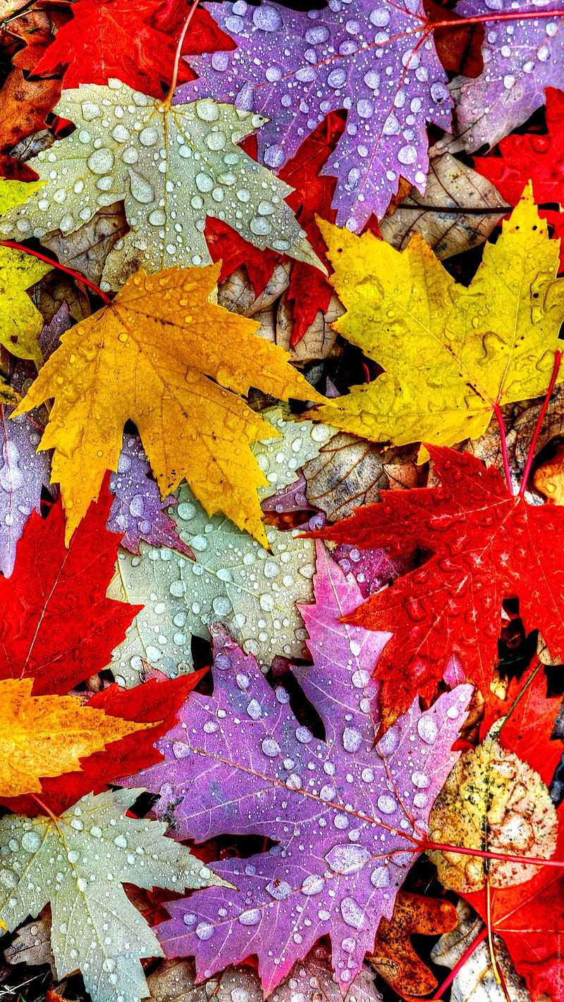 water drops, color, leaves, maple, HD phone wallpaper