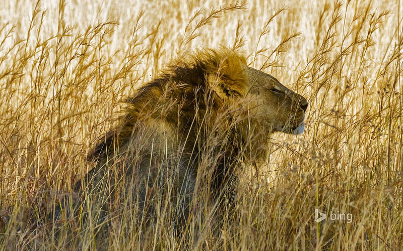A lion in Hwange National Park Zimbabwe-2016 Bing, HD wallpaper