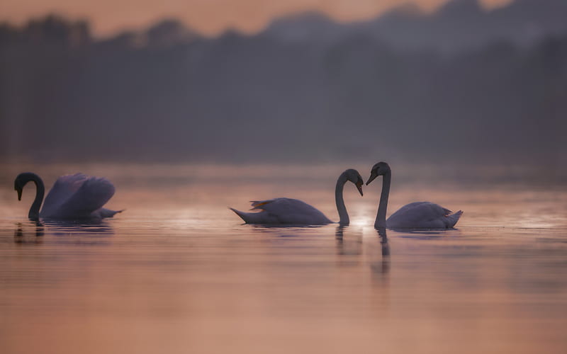 white swans, evening, sunset, lake, beautiful birds, HD wallpaper