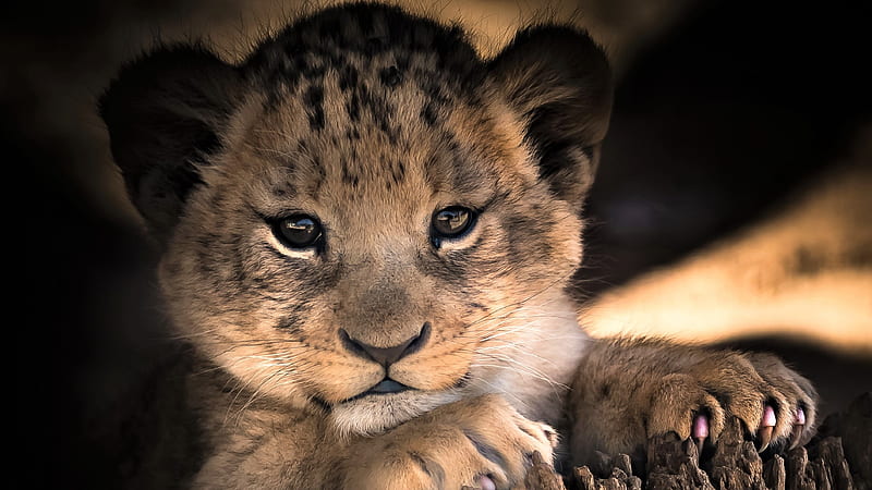 Lion, cute, animals, HD wallpaper | Peakpx