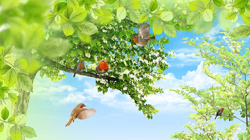 Robins Homecoming, birds, firefox persona, spring, sky, clouds, tree, leaves, summer, blossoms, robins, blooms, HD wallpaper