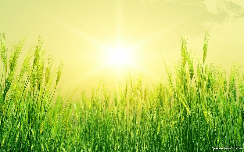 fresh green-the sun leaves, HD wallpaper