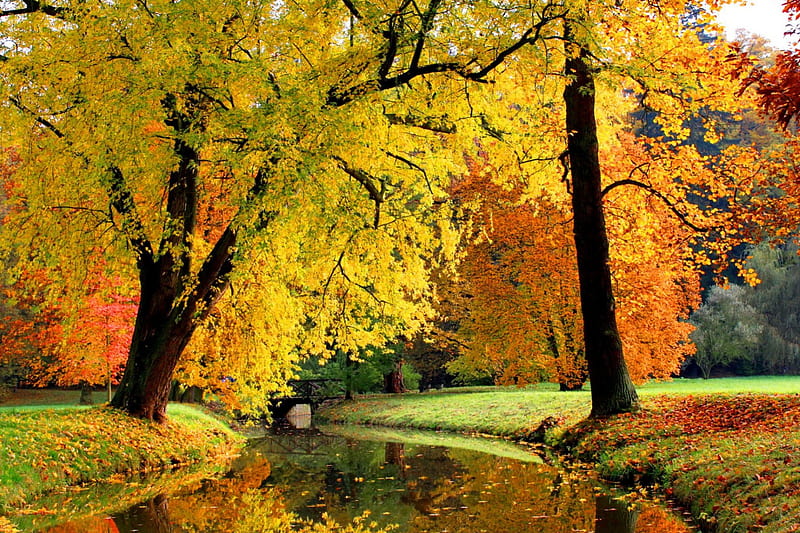 Autumn calmness, forest, stream, colorful, fall, autumn, calmness ...