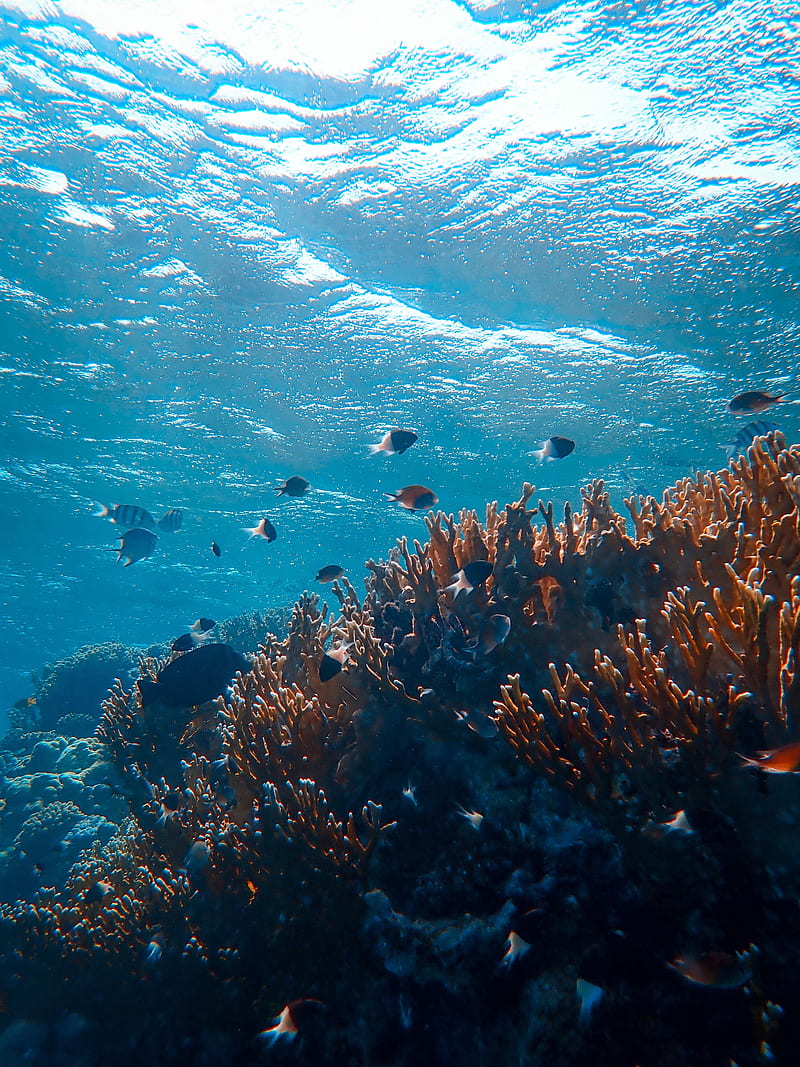 underwater world, ocean, fish, corals, algae, HD phone wallpaper