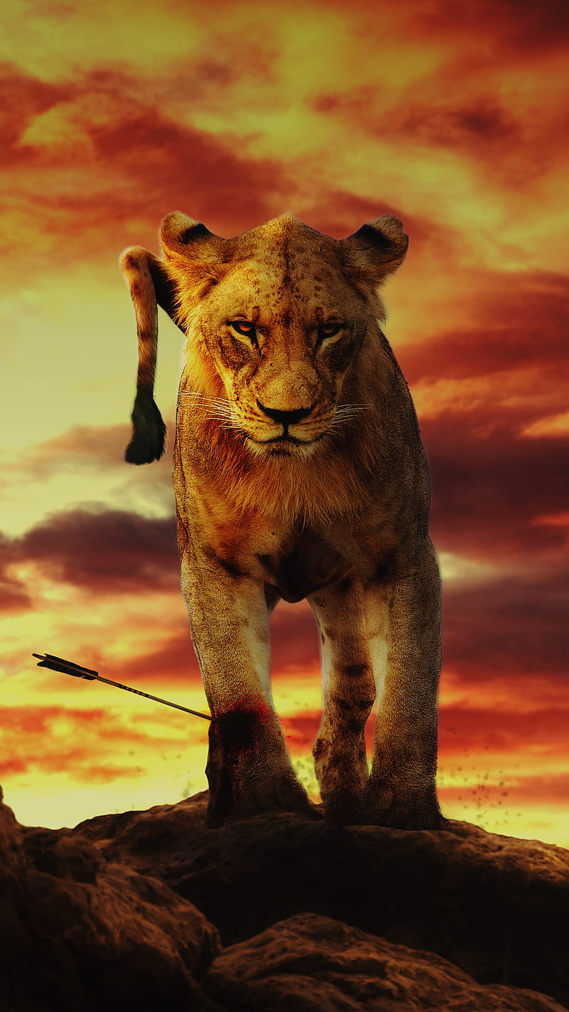 Simba, family, lion, lion king, lions, mufasa, the lion king, tiger, tiger full screen, HD phone wallpaper