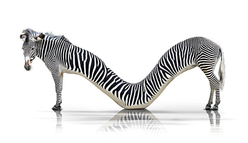 Funny zebra, fantasy, stripes, black, white, creative, zebra, animal, HD wallpaper