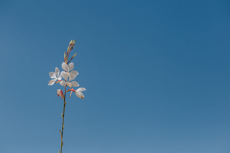 White Cherry Blossom Under Blue Sky, HD wallpaper