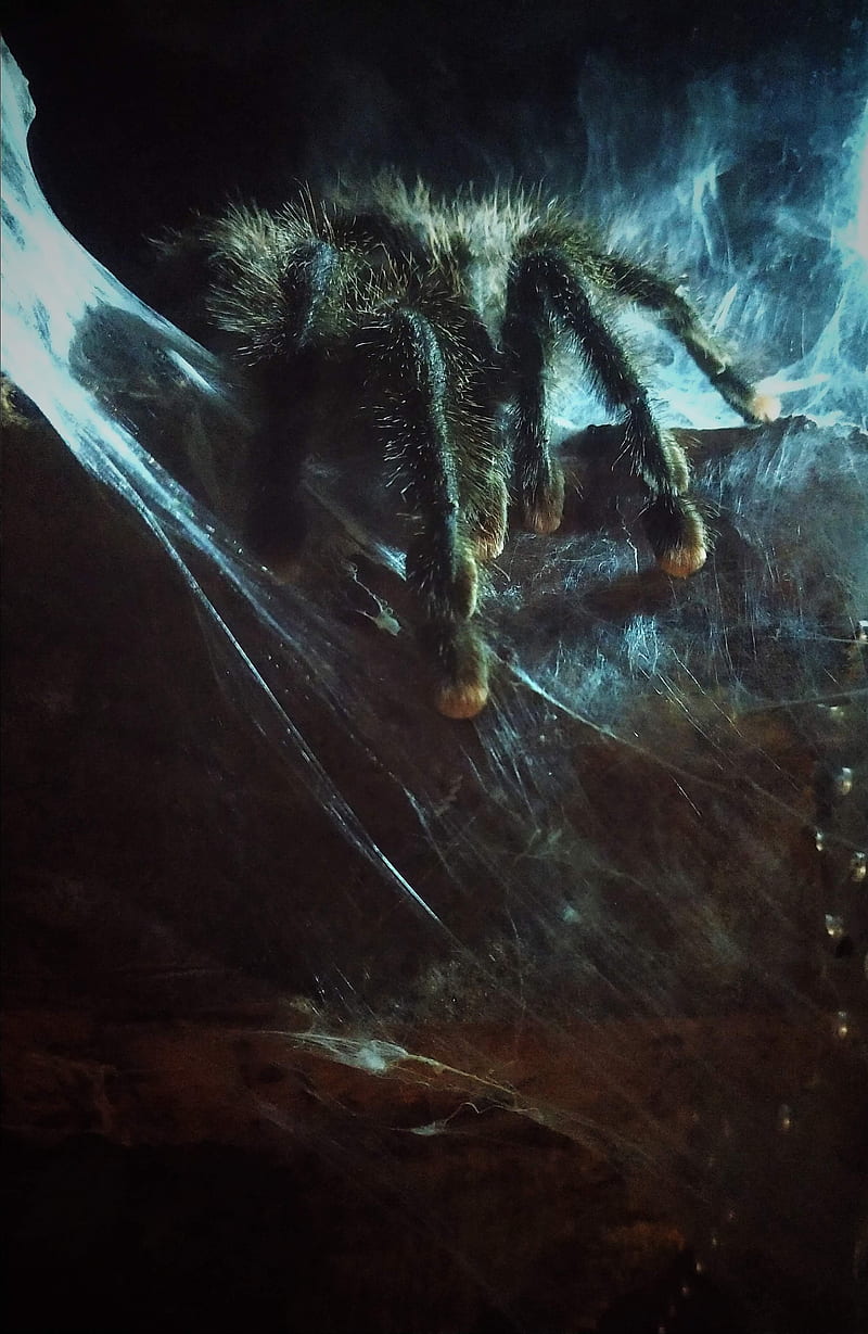 Eleven, fantasy, halloween, scary, spider, tarantula, HD phone wallpaper