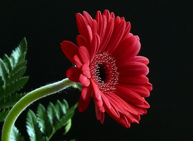 Only one, flower, red, gerbera, only, HD wallpaper