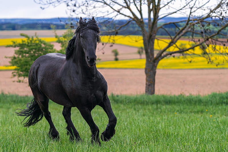 Premium . Black friesian horse runs gallop, HD wallpaper