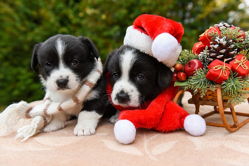 :), santa, caine, dog, black, white, craciun, cute, puppy, christmas, border collie, red, couple, hat, HD wallpaper